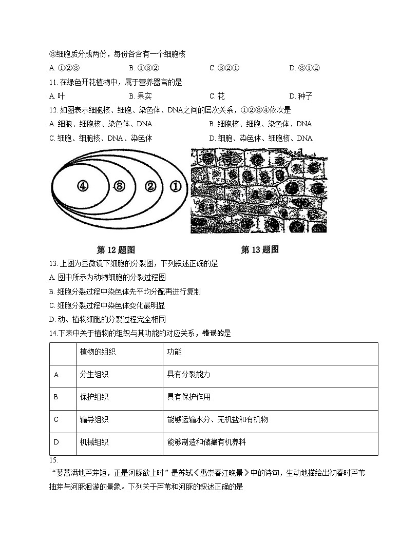 吉林省长春市博硕学校2025_2026学年七年级上学期期中考试生物试题（文字版，含答案）第3页