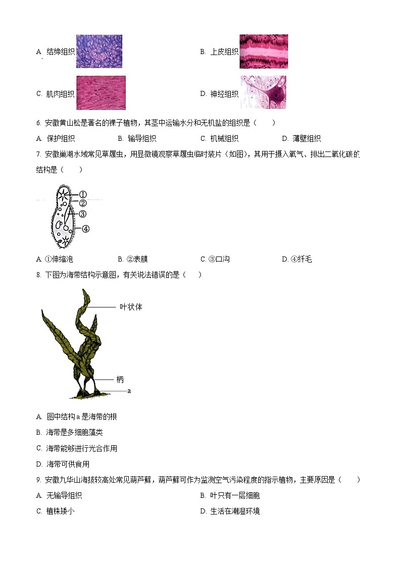 安徽省蚌埠市蚌山区2025-2026学年七年级上学期期末生物学试题（原卷+解析）第2页