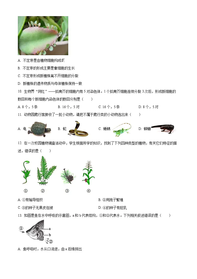 河南省驻马店市确山县2025-2026学年七年级上学期期末生物学试题（试卷+解析）第3页