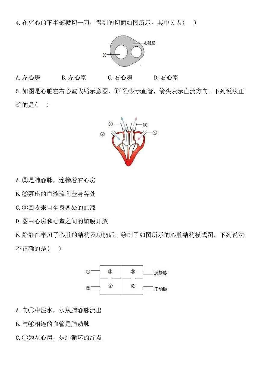2024版人教版七年级下册生物期末压轴题07心脏与血液循环专项练习含答案第2页
