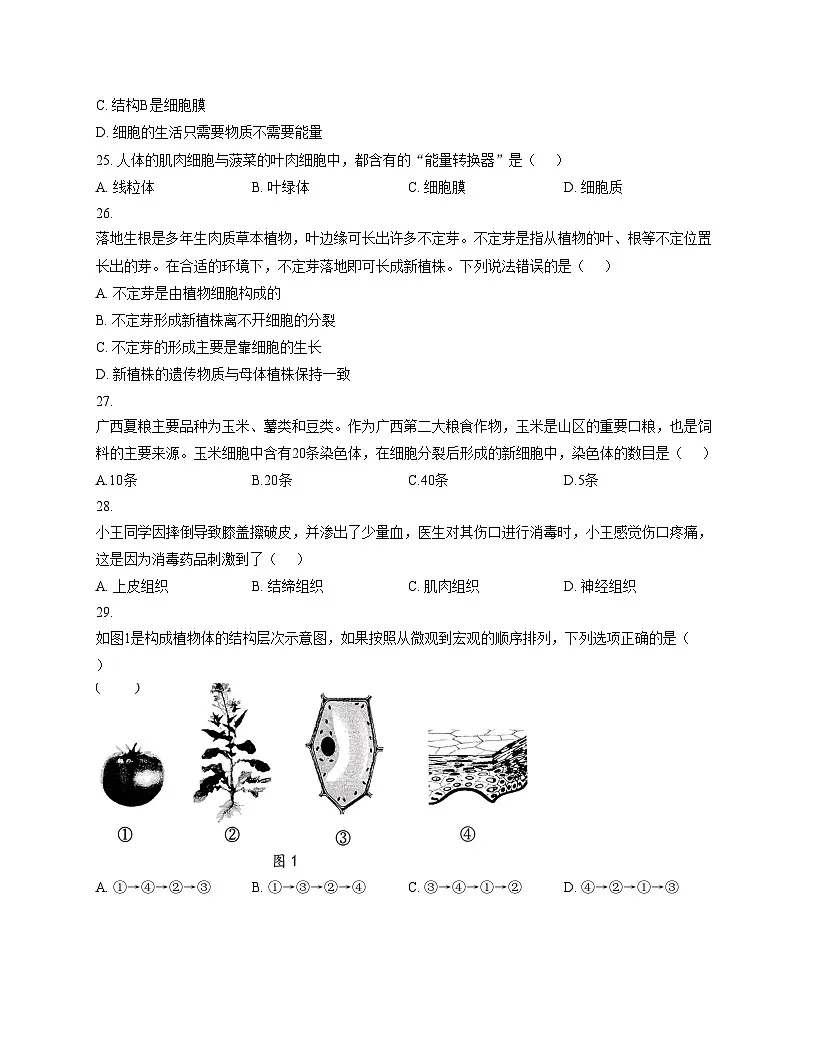 广西梧州市2025__2026学年七年级上学期生物期中试题（文字版，含答案）第2页