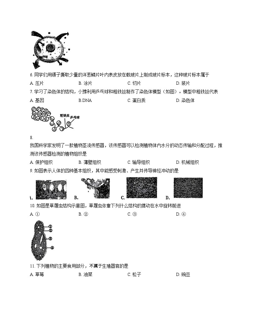吉林省长春市力旺实验初级中学2025_2026学年七年级上学期11月期中生物试题（文字版，含答案）第2页