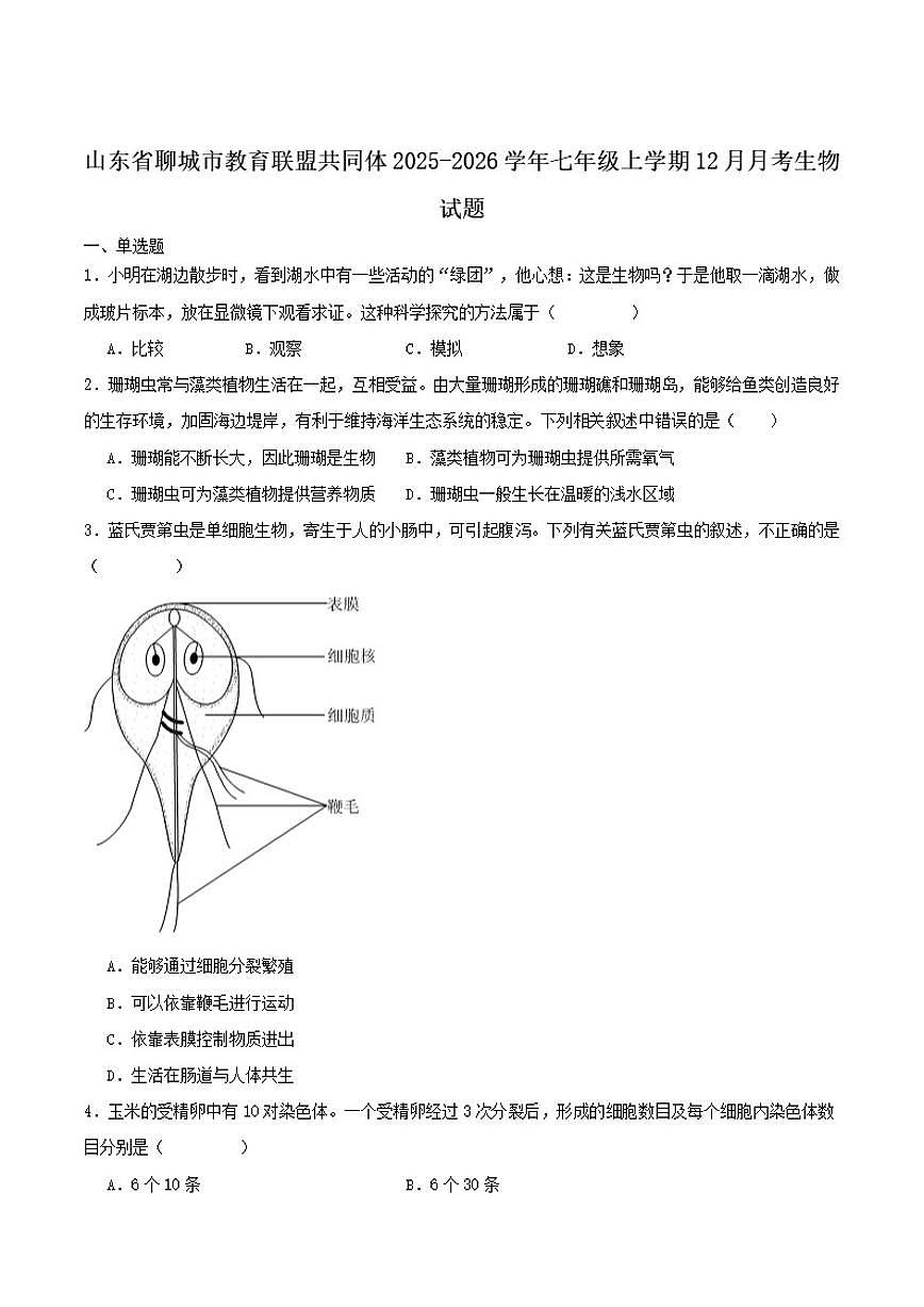 2025-2026学年山东省聊城市教育联盟共同体七年级上学期12月月考生物（含答案）试卷第1页