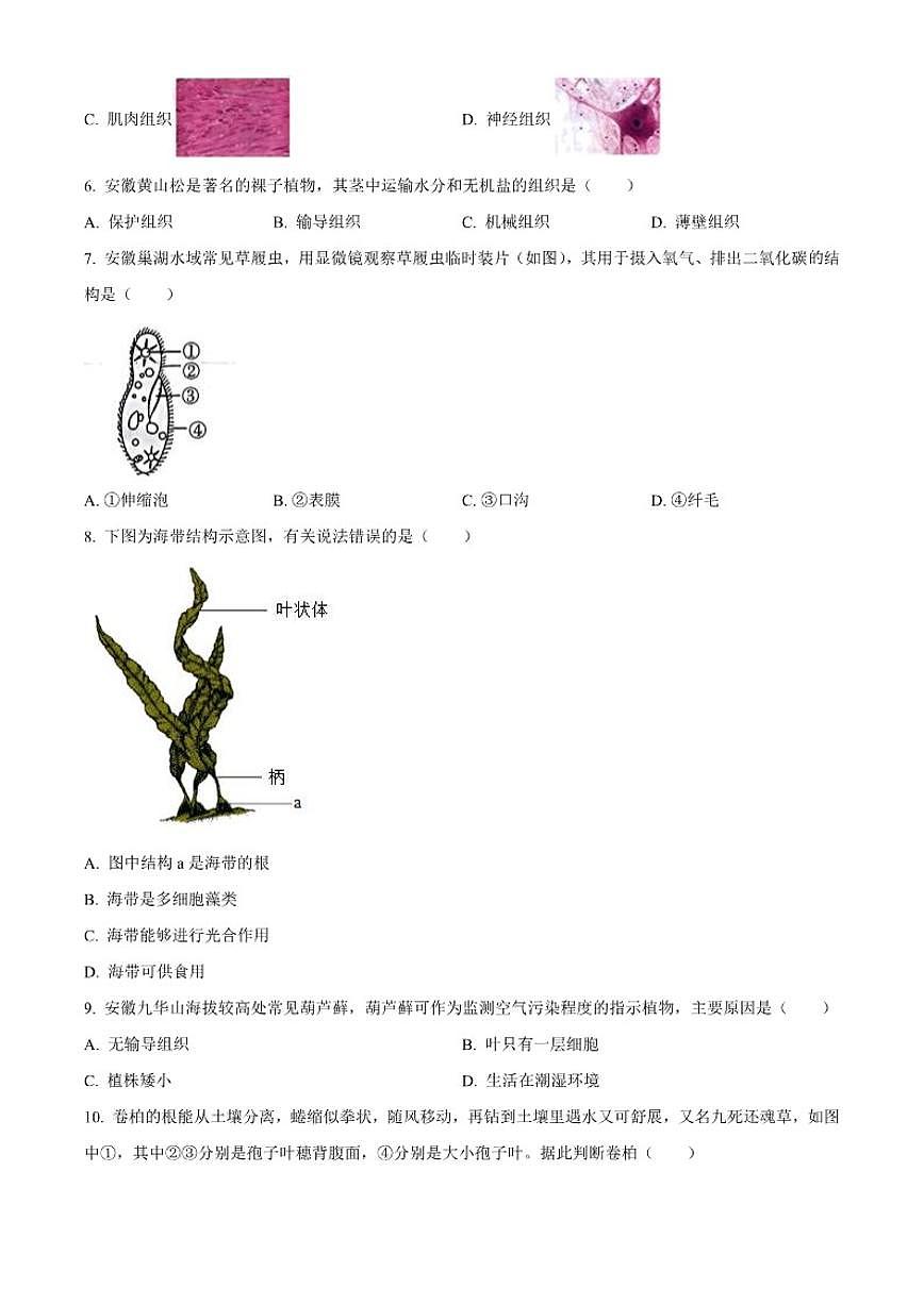 2025-2026学年安徽省蚌埠市蚌山区七年级上学期期末生物学（无答案）试题第2页