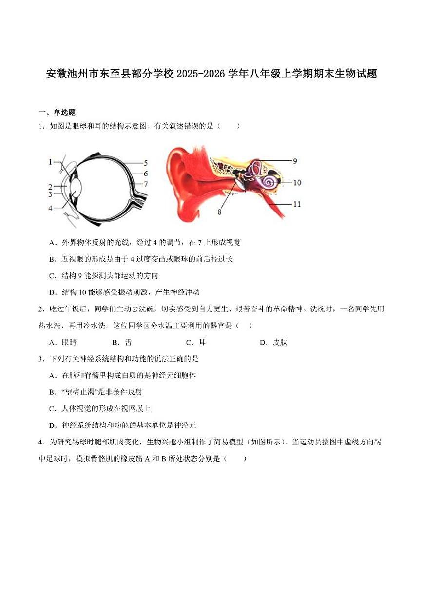 2025-2026学年安徽省池州市东至县部分学校八年级上学期2月期末考试生物试卷（含答案）第1页