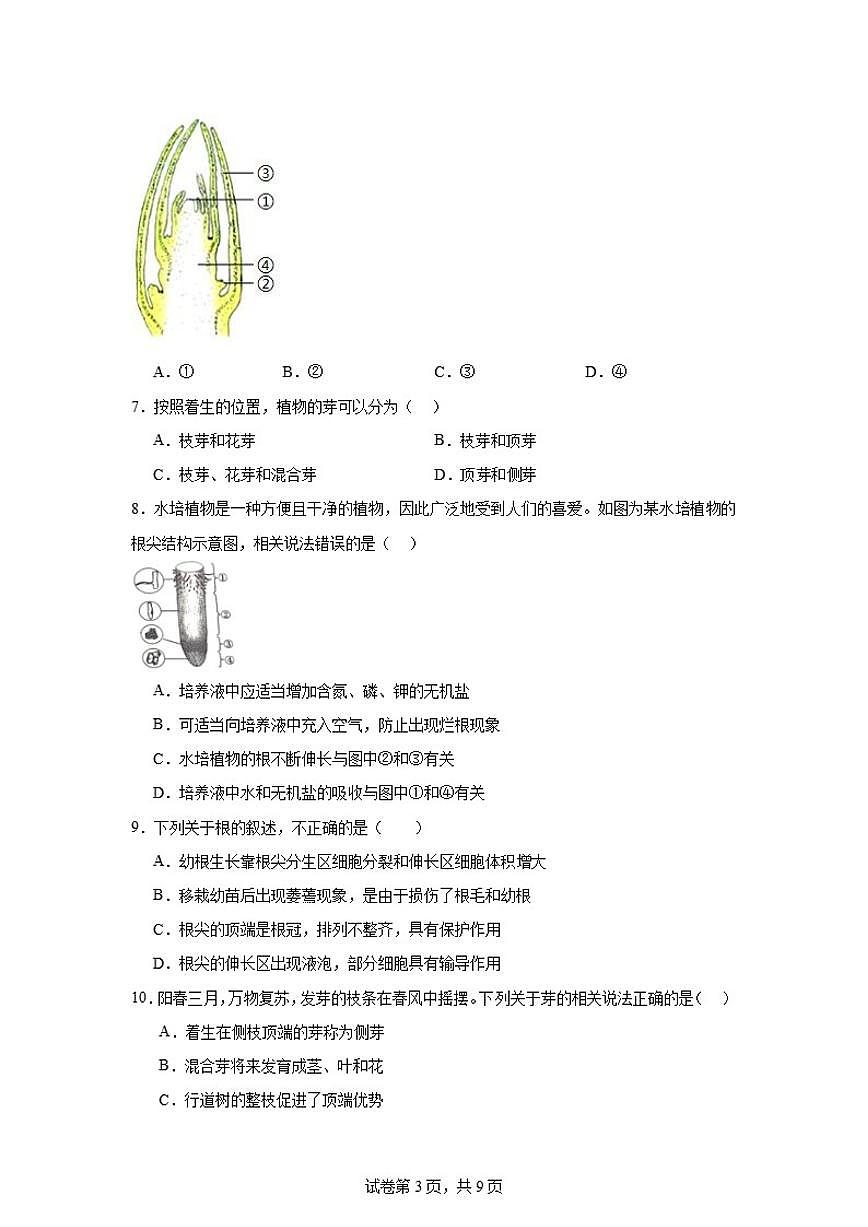 2025-2026学年七年级下册新人教版生物第3.1.2节《植株的生长》课时练习题（含答案）第3页