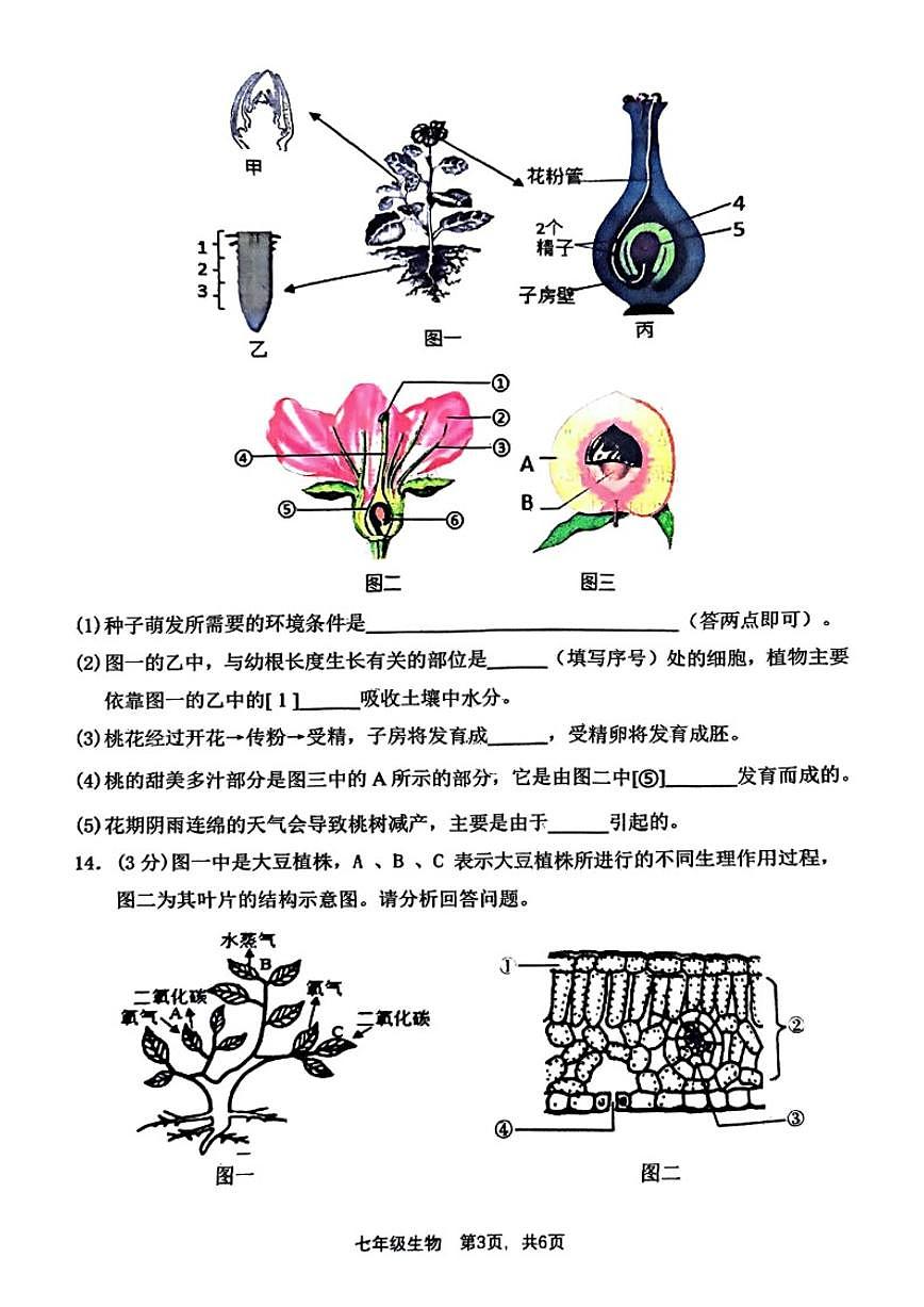 2024-2025学年辽宁省大连市瓦房店市七年级下学期期末生物试卷（含答案）第3页