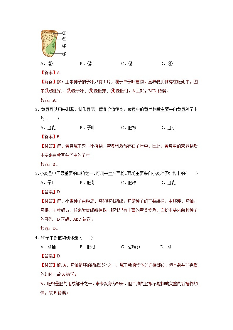 第9章第1节  种子的萌发 2025-2026学年七年级下初中生物同步复习讲义（苏教版2024）（解析版）第2页