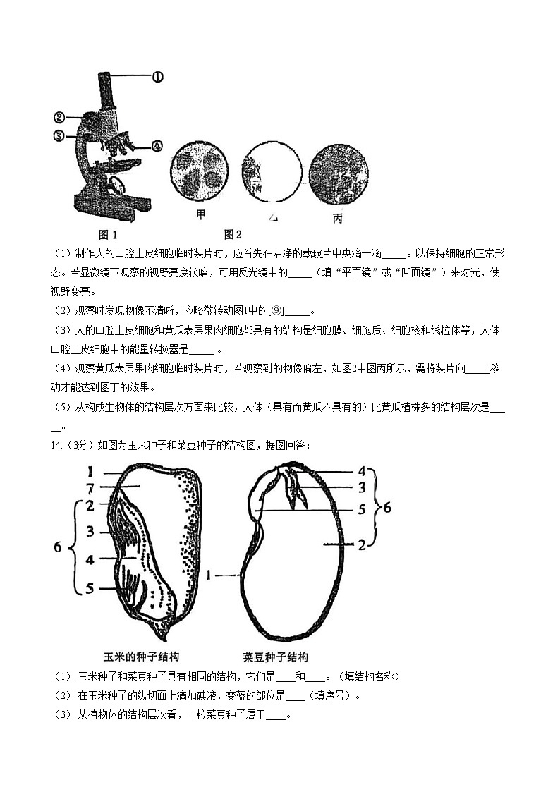 辽宁省大连市瓦房店市第十九中学2025_2026学年七年级上学期期末生物试卷(图片版含答案)第3页