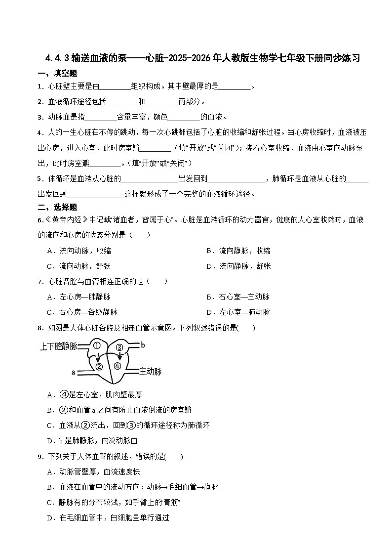 4.4.3输送血液的泵——心脏-2025-2026年人教版生物学七年级下册同步练习第1页