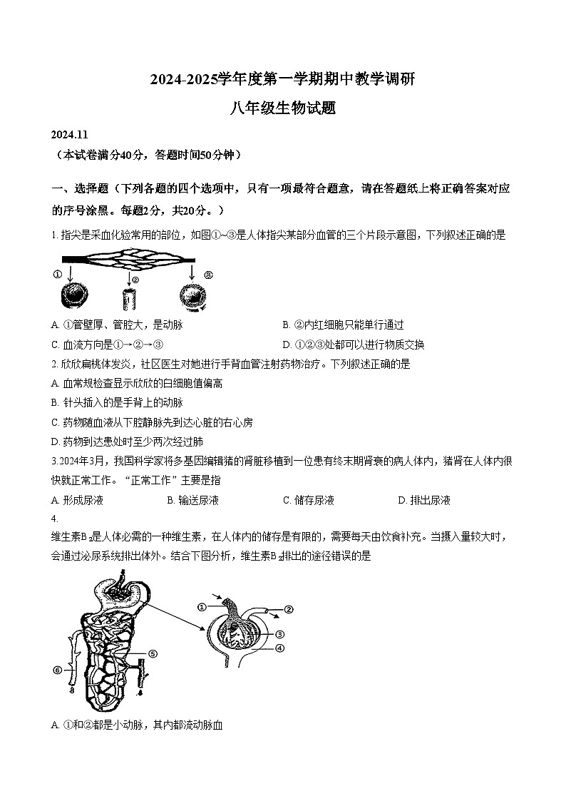 江苏省徐州市睢宁县2024一2025学年度上学期期中八年级生物试题（文字版，含答案）第1页