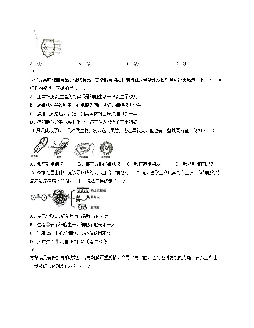 重庆市彭水县思源实验学校2025_2026学年七年级上学期期中考试生物试题（文字版，含答案）第3页