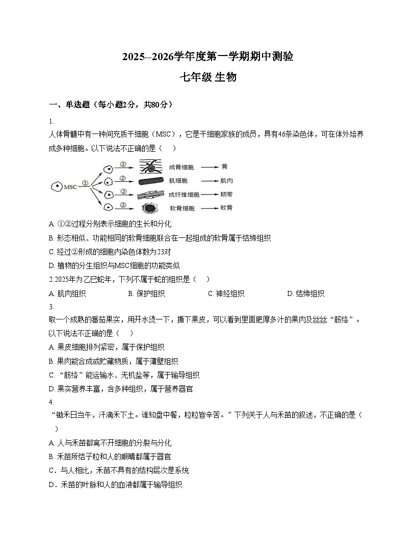 河北省石家庄市第三十八中学2025_2026学年七年级上学期11月期中生物试题（文字版，含答案）第1页