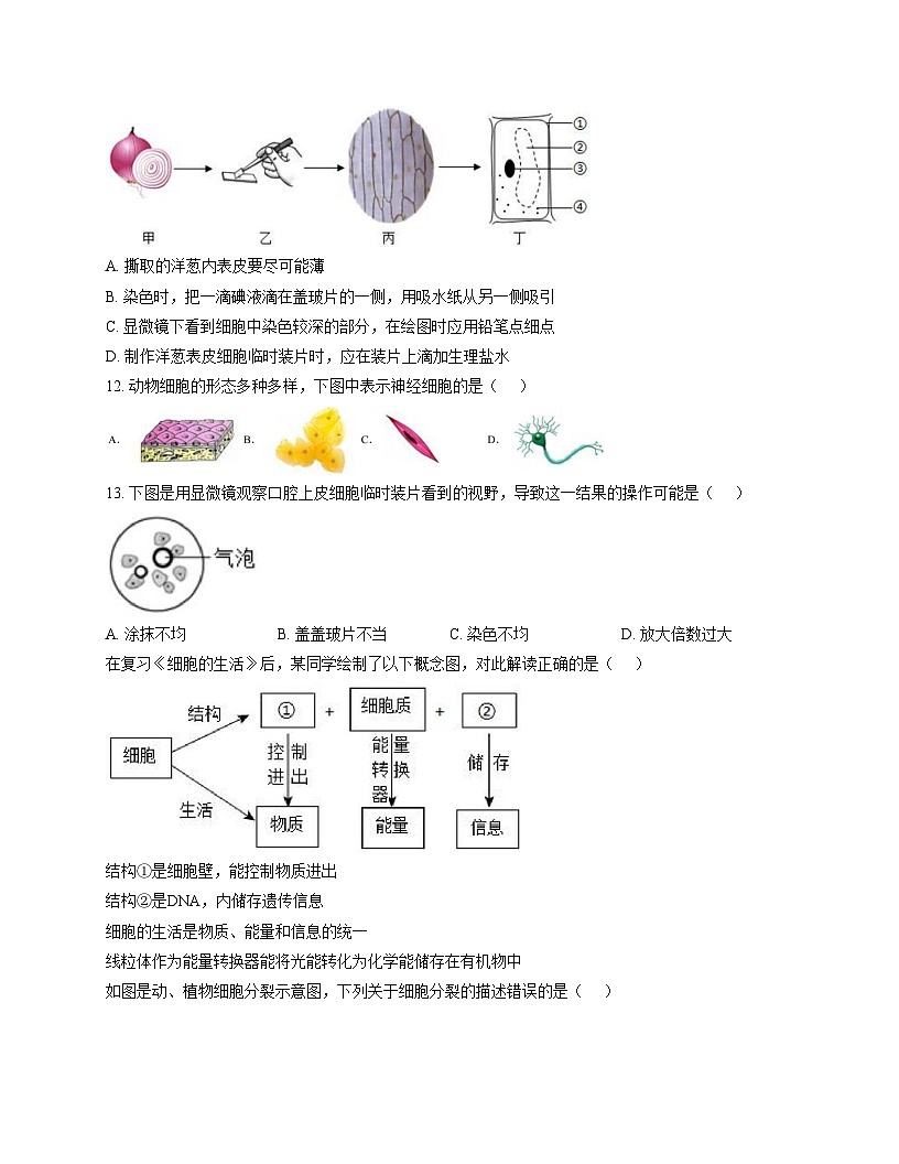 河北省石家庄市第三十八中学2025_2026学年七年级上学期11月期中生物试题（文字版，含答案）第3页