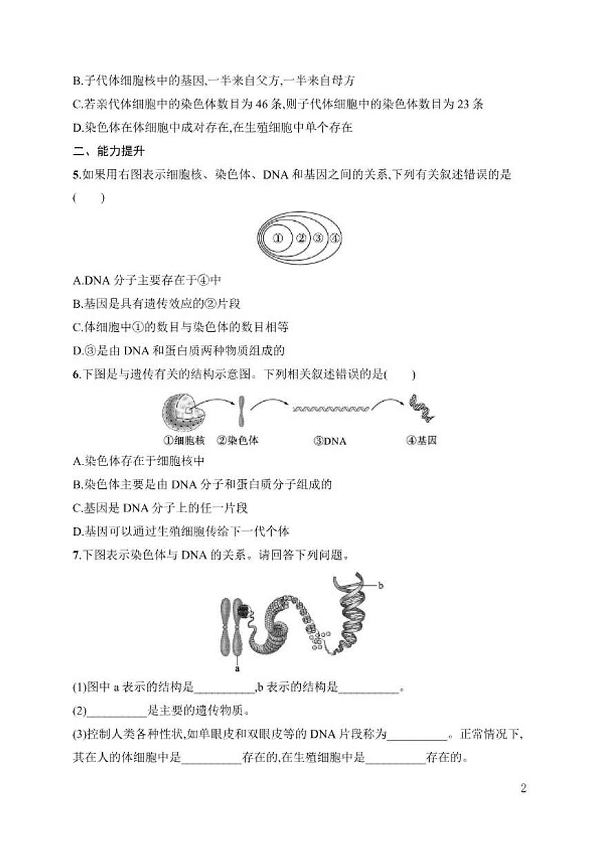 2025-2026学年6.2.2　基因在亲子代间的传递 同步练习 生物学人教版八年级下册（含答案）第2页