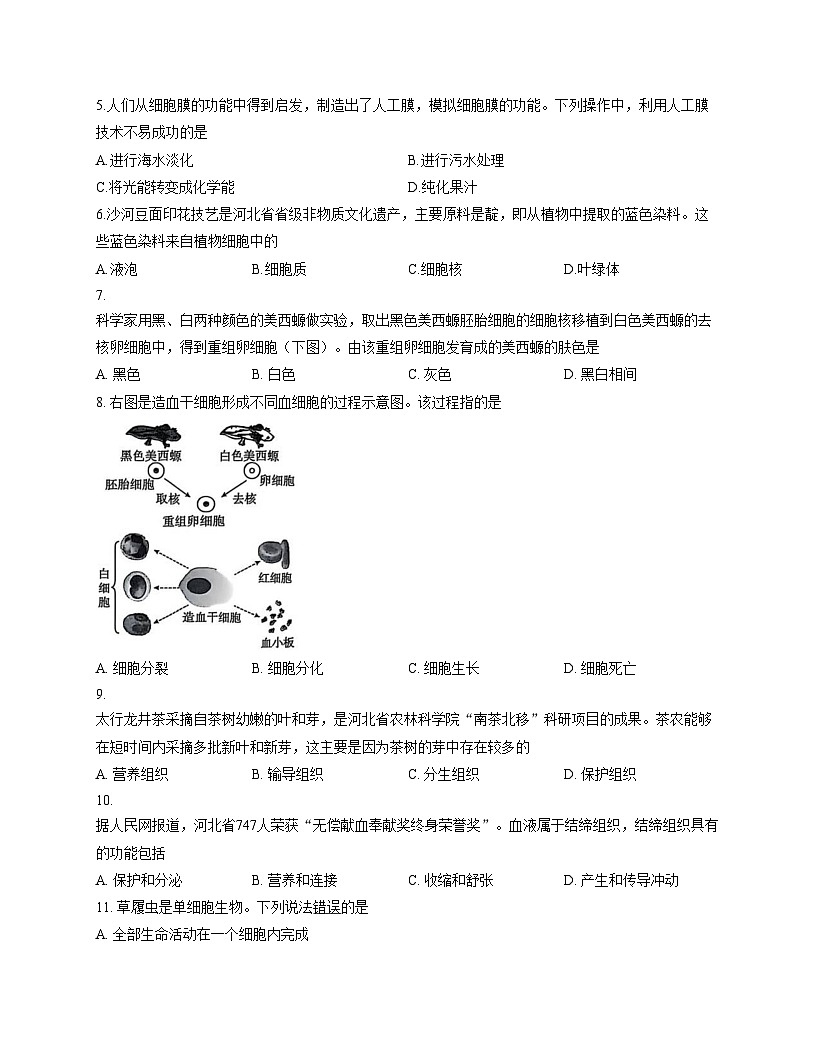 河北省保定市高碑店市2025_2026学年七年级上学期11月期中生物试题（文字版，含答案）第2页