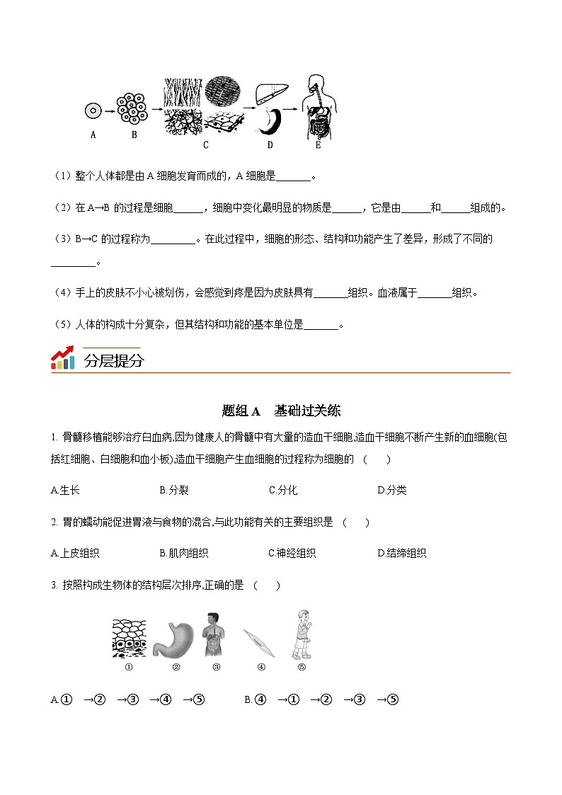 七年级上学期生物考点突然与提分——动物体的结构层次练习题（含答案）第3页