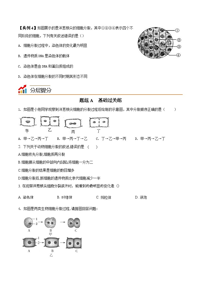 七年级上学期生物考点突然与提分——细胞通过分裂产生新细胞练习题（含答案）第3页