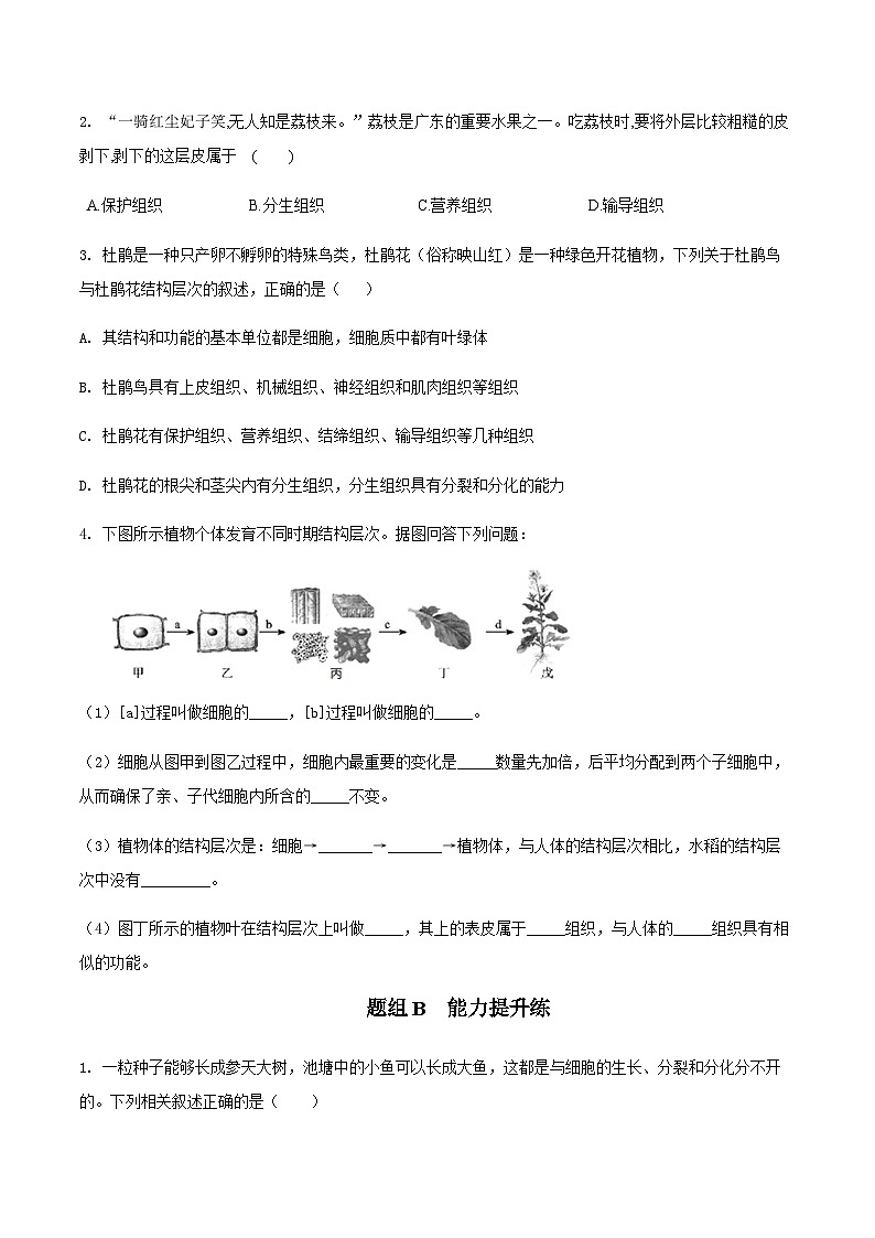 七年级上学期生物考点突然与提分——植物体的结构层次练习题（含答案）第3页
