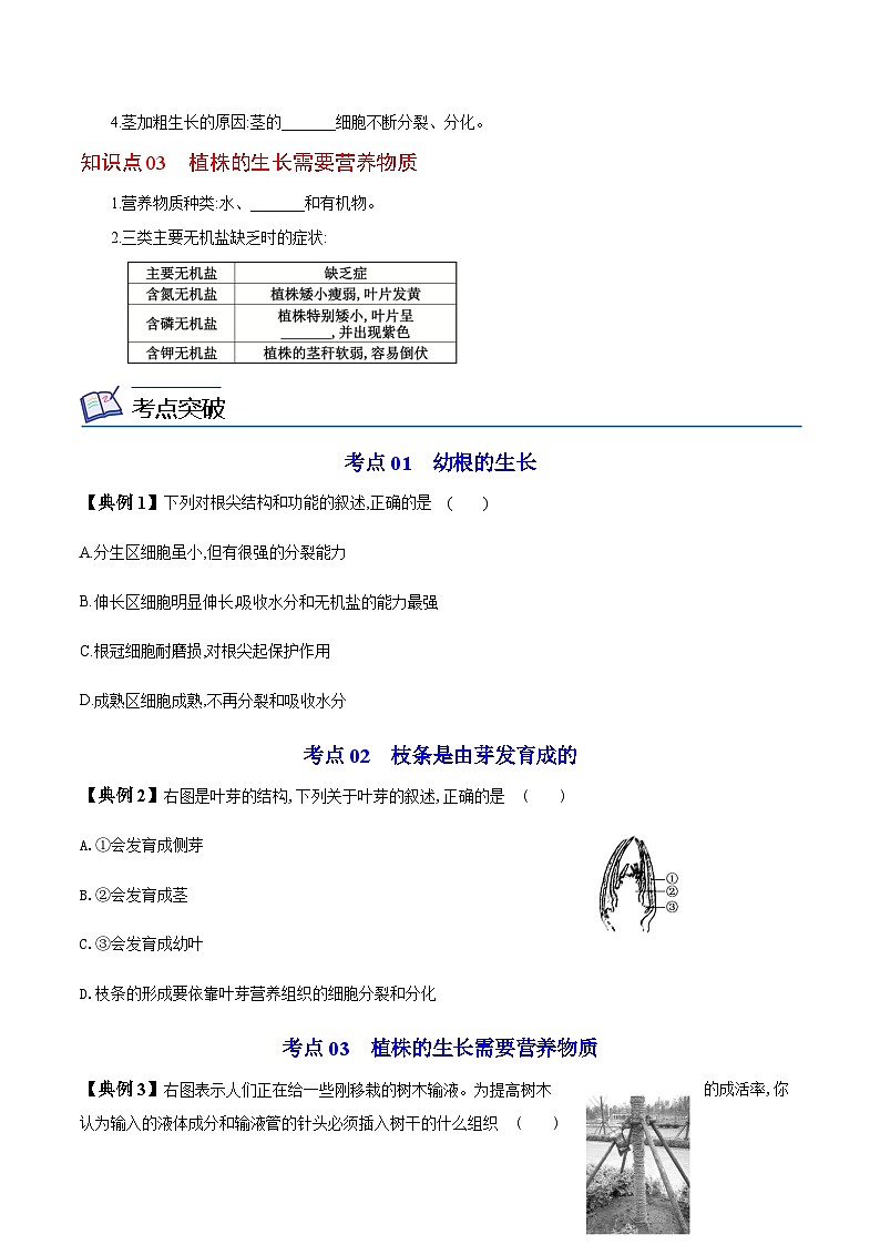 七年级上学期生物考点突然与提分——植株的生长练习题（含答案）第2页