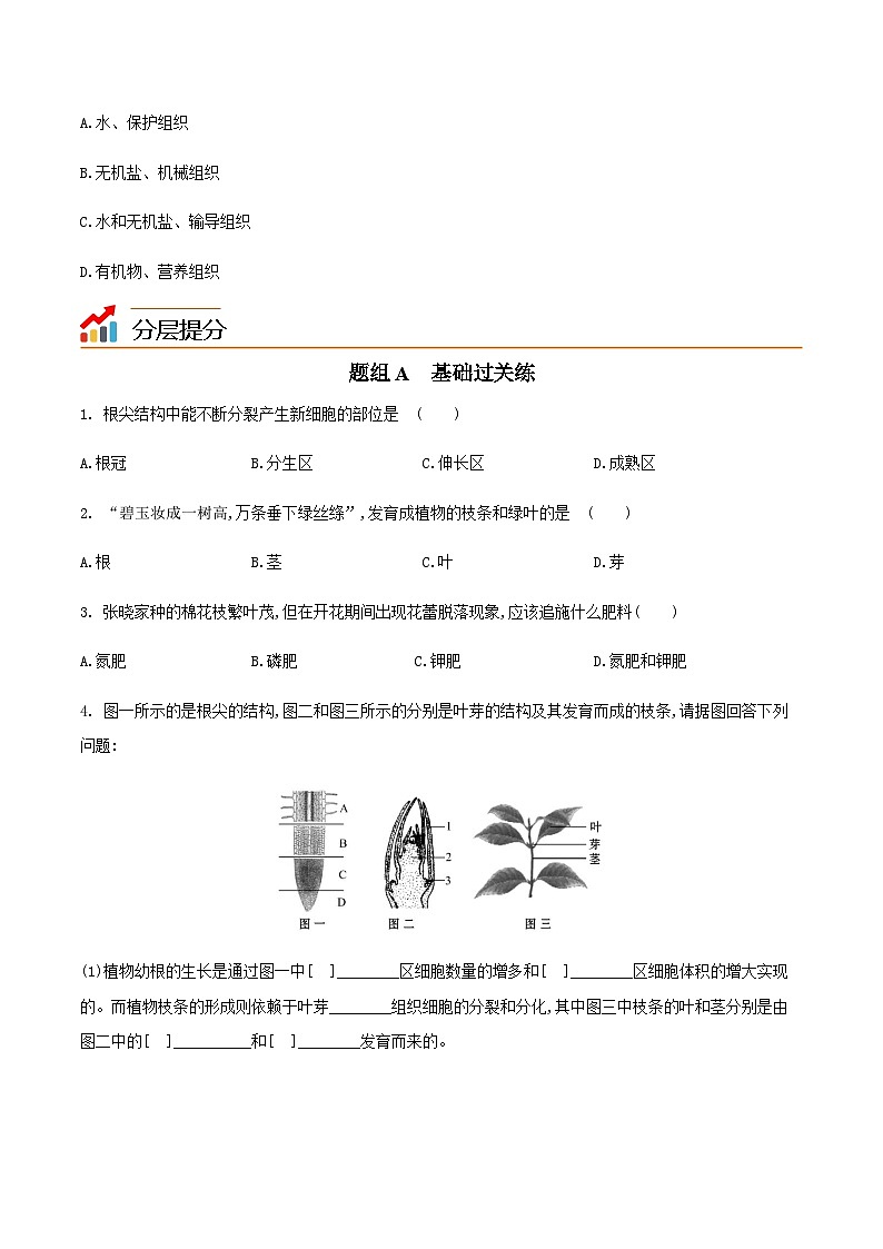 七年级上学期生物考点突然与提分——植株的生长练习题（含答案）第3页