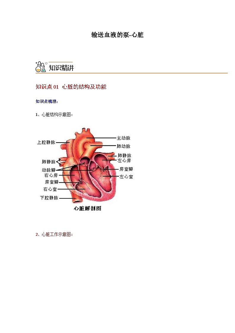 七年级下学期生物考点突然与提分——输送血液的泵练习题（含答案）第1页