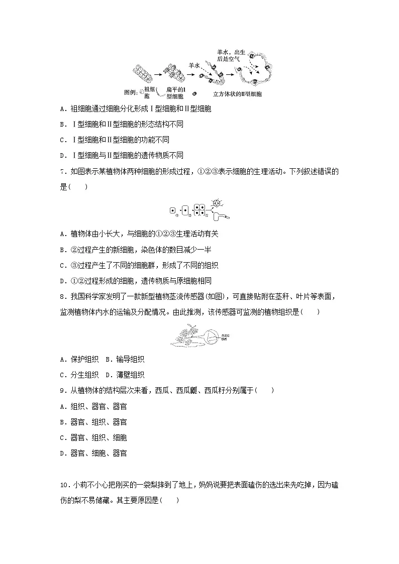 2025七年级生物上册第一单元生物和细胞第三章从细胞到生物体学情评估试卷（含答案人教版）第2页