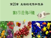 4 遗传与环境or人类遗传病 课件