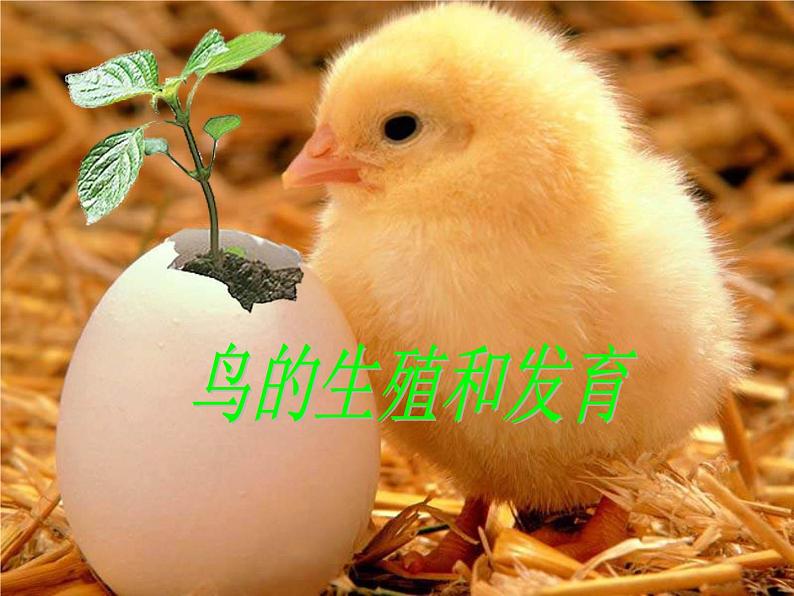 第四节    鸟的生殖和发育【2019cfh】 课件01