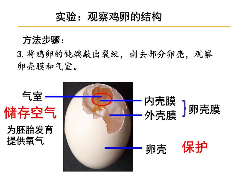 第四节    鸟的生殖和发育【2019cfh】 课件05