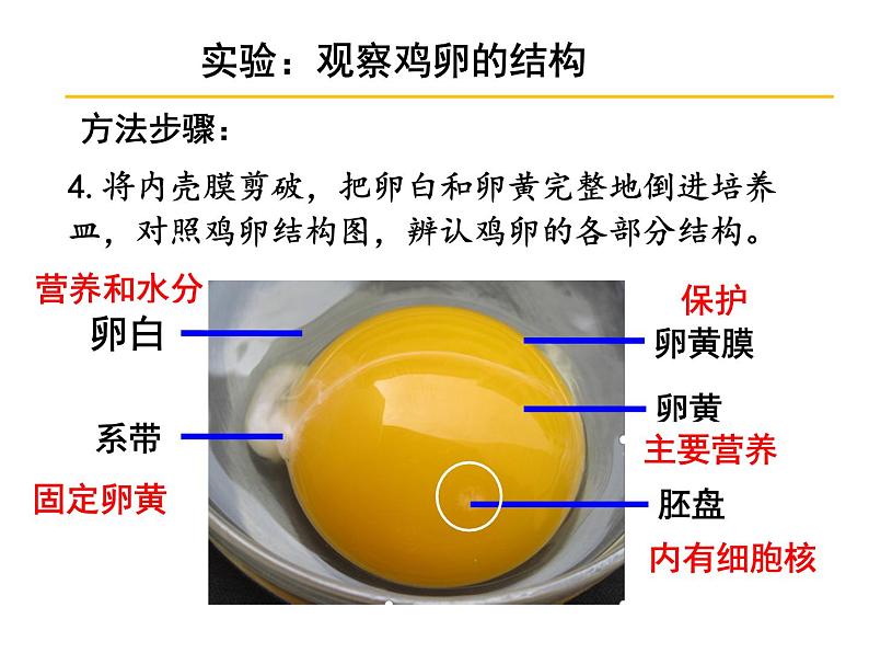 第四节    鸟的生殖和发育【2019cfh】 课件06