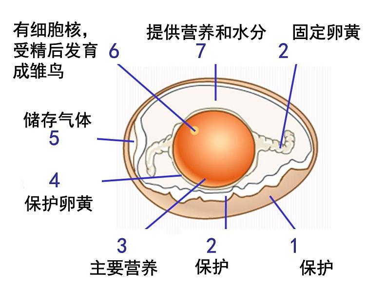 第四节    鸟的生殖和发育【2019cfh】 课件07