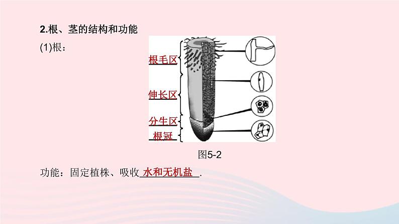 （杭州专版）2020中考生物复习方案第05课时绿色植物的水和无机盐代谢课件04