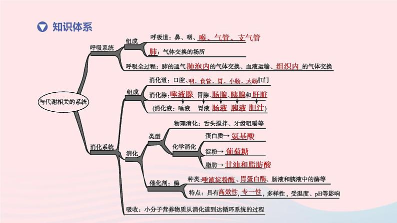 （杭州专版）2020中考生物复习方案第06课时与人体代谢相关的系统――呼吸和消化课件02