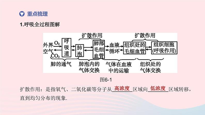 （杭州专版）2020中考生物复习方案第06课时与人体代谢相关的系统――呼吸和消化课件03