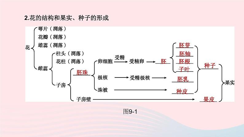 （杭州专版）2020中考生物复习方案第09课时生物的生殖和发育课件05