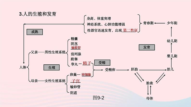 （杭州专版）2020中考生物复习方案第09课时生物的生殖和发育课件06