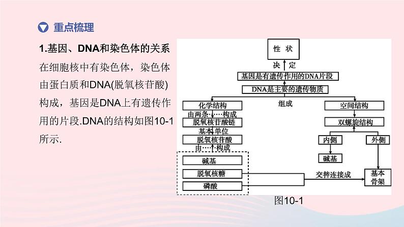 （杭州专版）2020中考生物复习方案第10课时遗传和进化课件03