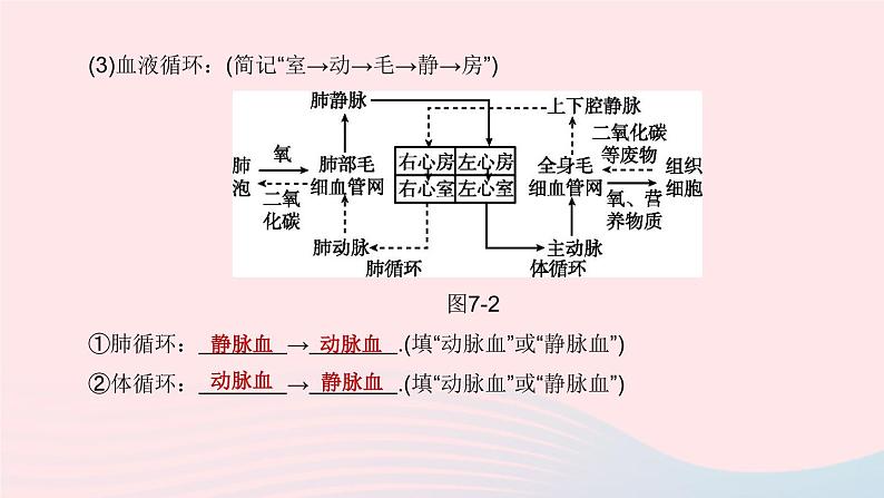 杭州专版2020中考生物复习方案第07课时与人体代谢相关的系统――循环和泌尿课件第8页