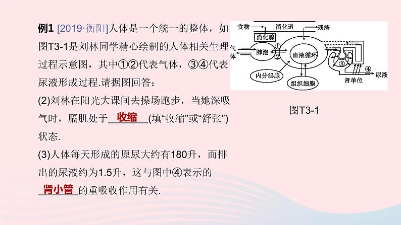 杭州专版2020中考生物复习方案专题03人体的物质和能量转换课件04