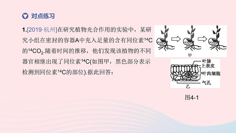 杭州专版2020中考生物复习方案第04课时绿色植物的光合作用和呼吸作用课件08