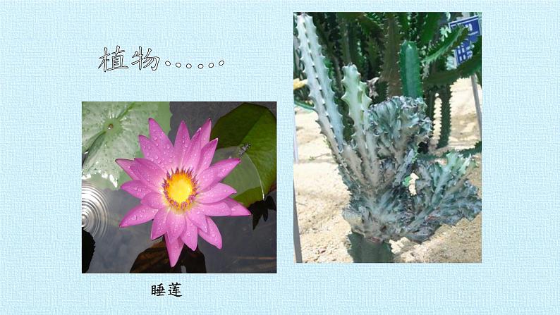 第一章 认识生物  复习课件06