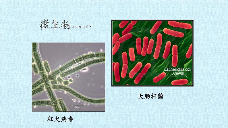 第一章 认识生物  复习课件07