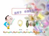 单细胞生物体.ppt用