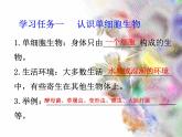 单细胞生物体.ppt用