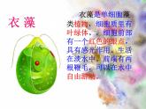 单细胞生物体.ppt用