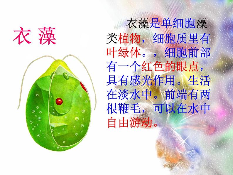 单细胞生物体.ppt用第4页