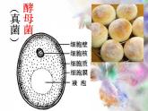 单细胞生物体.ppt用