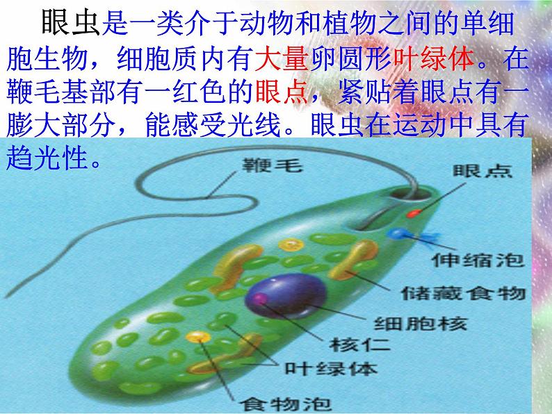 单细胞生物体.ppt用第7页