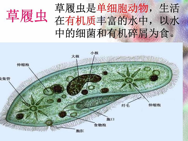 单细胞生物体.ppt用第8页